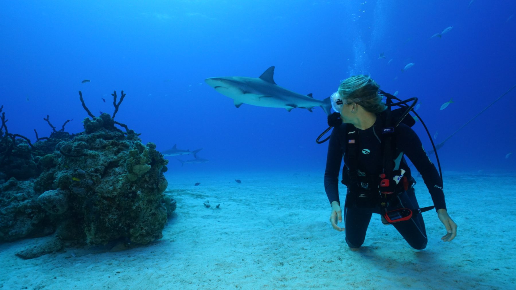 Dive Trips