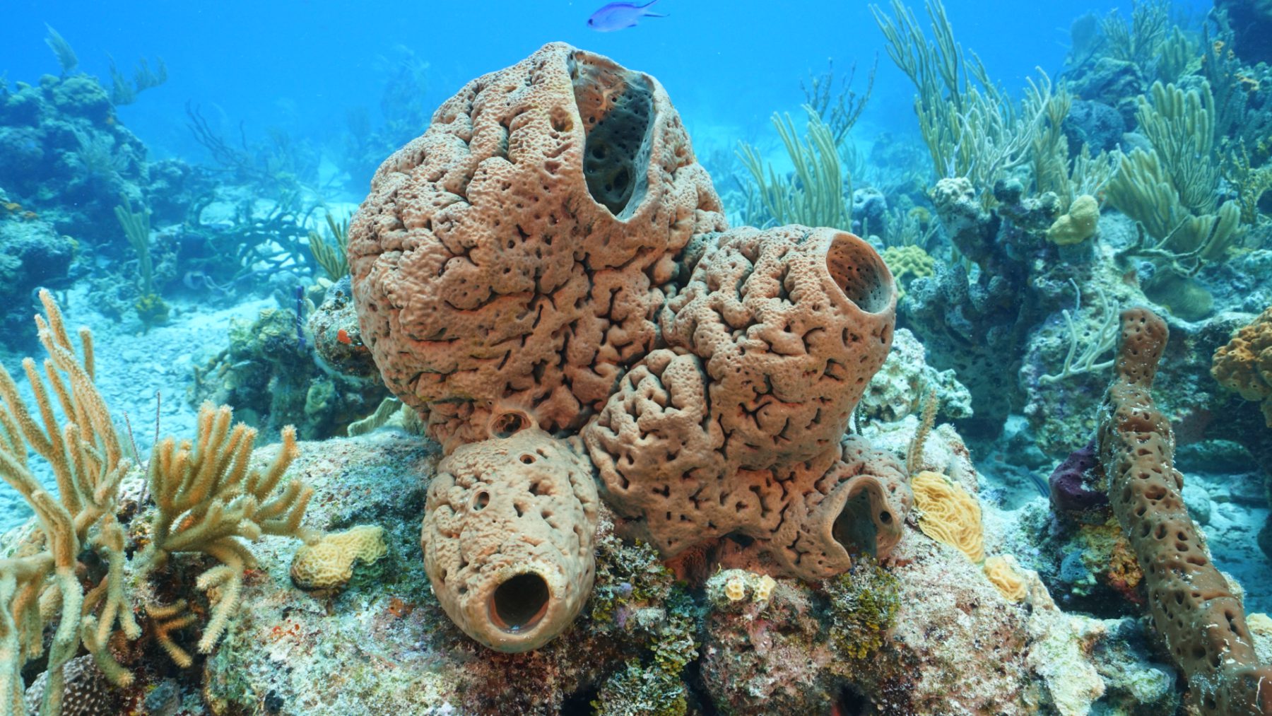 Dive Trips
