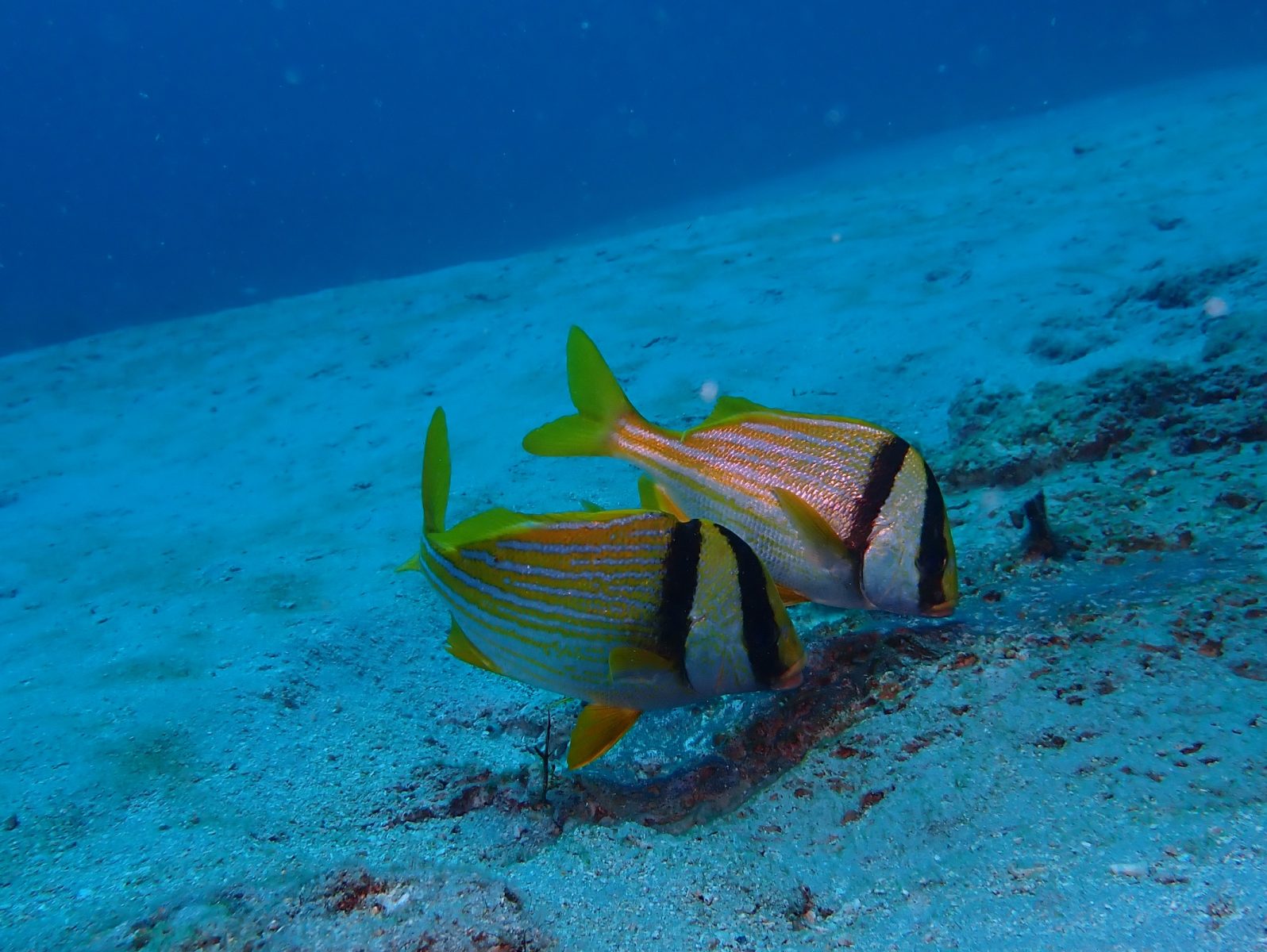 June 2026 West Palm Dive
