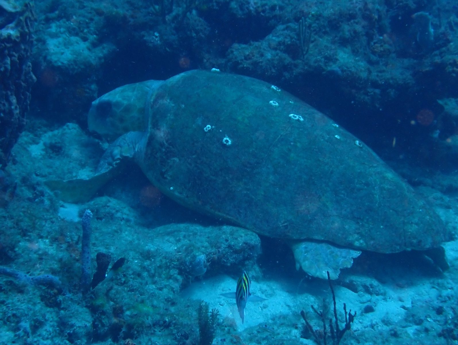 June 2026 West Palm Dive