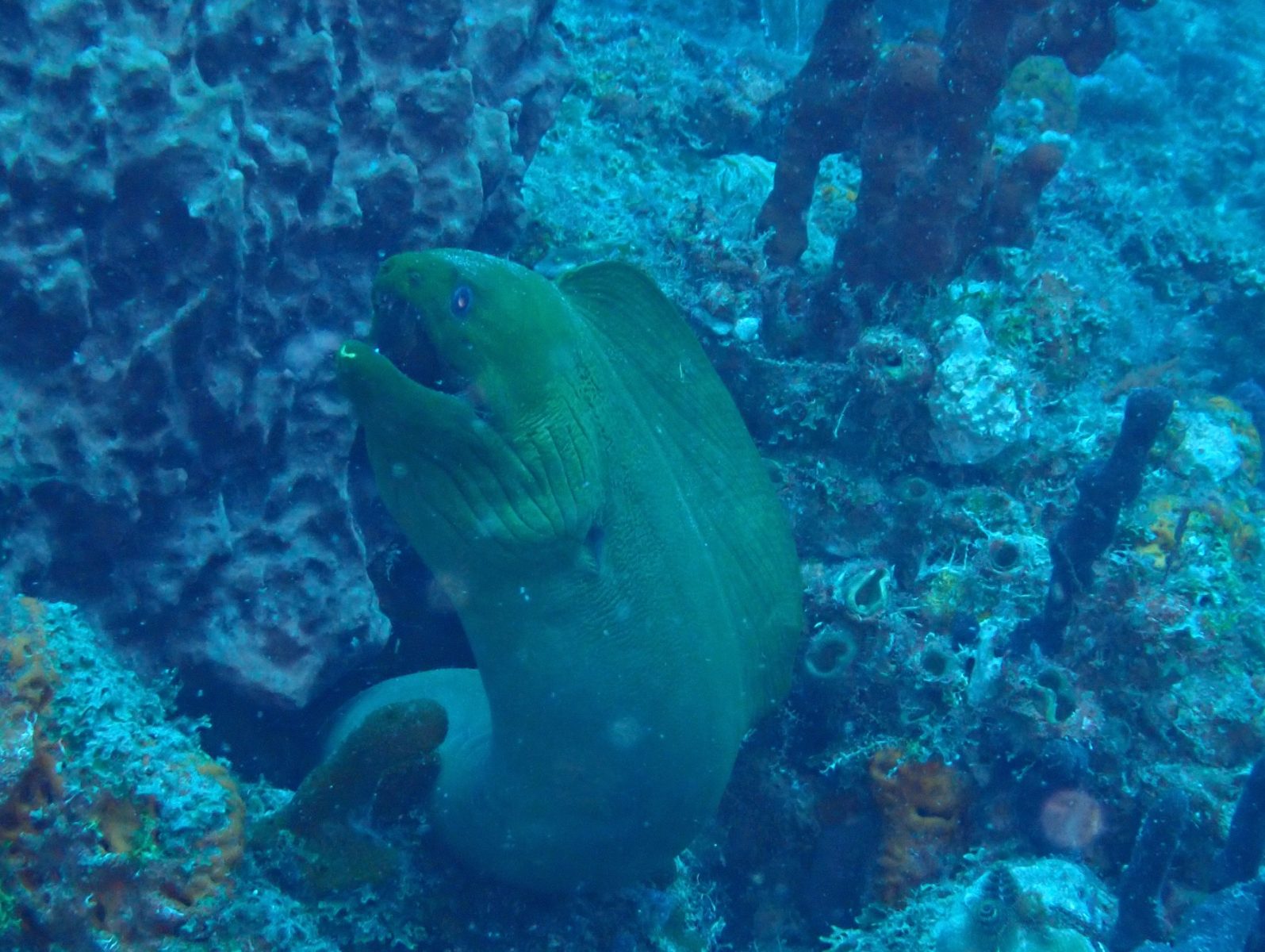 June 2026 West Palm Dive