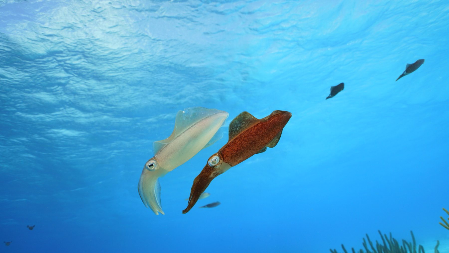 Dive Trips
